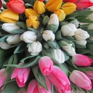 Букеты из элитных тюльпанов к 8 марта,  предзаказ