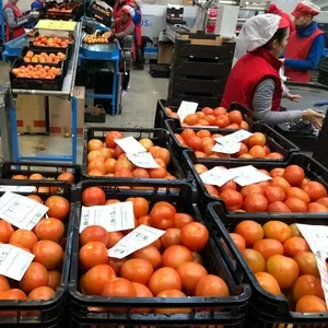 Продаем томаты от производителей