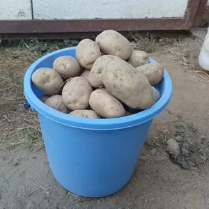 Картофель,  сорт Рагнеда 
