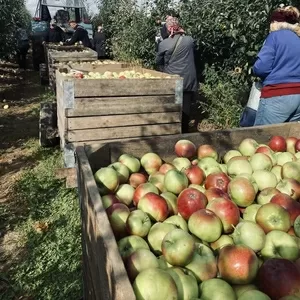 Яблоко свежее,  урожай 2022 года