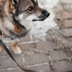 Шанс ищет дом,  в дар