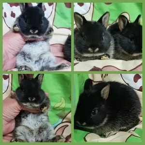 Карликовые кролики.крольчата.