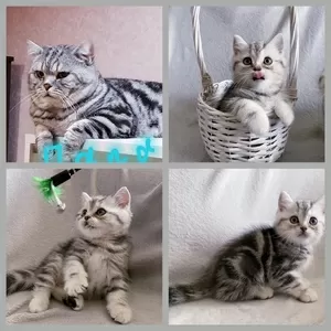 Чудо котик, шотландский котенок.