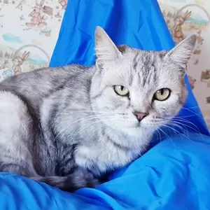Полукровка кошечка шотландская