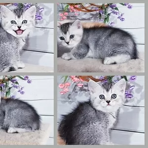 Котенок шиншилленок, шотландский.