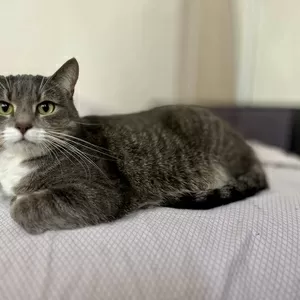 Замечательная кошечка Лёня в дар