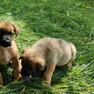 Очаровательные щенки срочно ищут дом