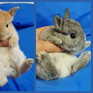 Карликоаые кролики.крольчата.