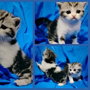 Котята скоттиш-страйт кошки шотландские.