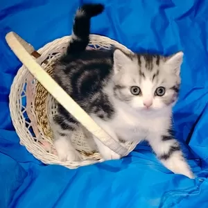 Котята девочки шотландские..