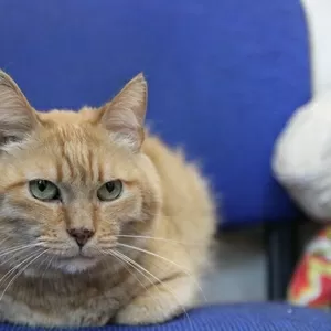 Симбочка чудесный рыжий котик ищет дом и семью!