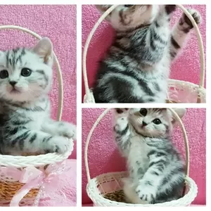 Котята скоттиш-страйт кошки, 