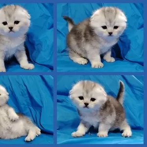 шотландский котенок, вислоухий шиншилленок.