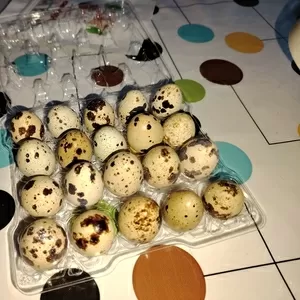 Инкубационное яйцо., техасцы перепела