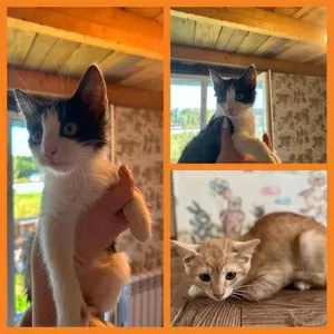 Котята в дар.в добрые руки.