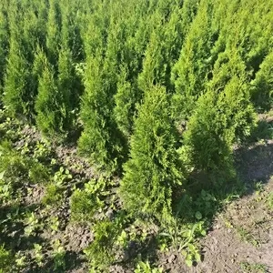 Туи смарагд выращены в Беларуси