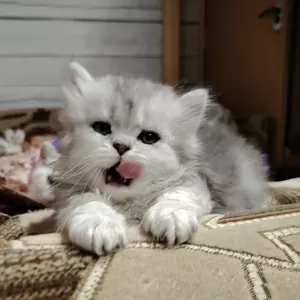 Котенок скоттиш-страйт.