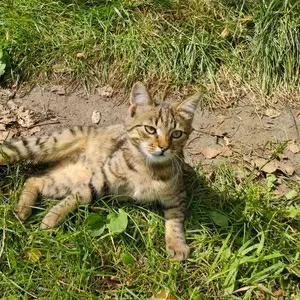 Котята срочно ищут дом