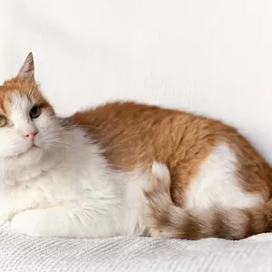 Рыжий котик Сеня срочно ищет дом
