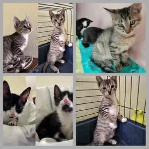 Котята в дар добрым людям.
