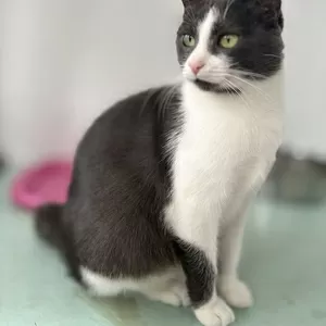 Очаровательная Ливи в добрые руки