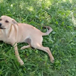 Замечательная собака-охранница Лиска в дар