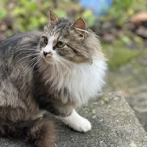 Ласковая кошка с дач очень срочно ищет дом