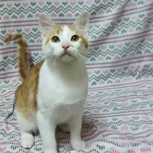 Солнечные рыжие котята Тишка и Рыжик в дар