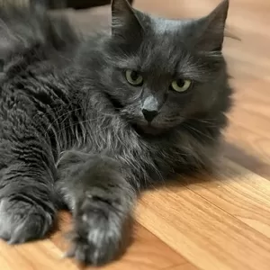 Шикарная кошка Марси