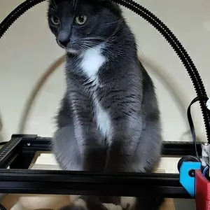 Ласковая Эльфи в дар