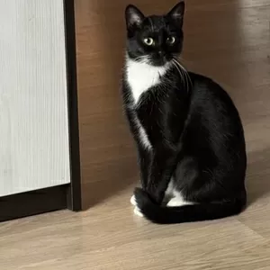 Нежная Амира в добрые руки