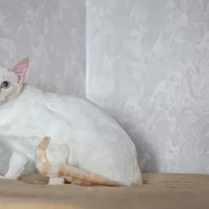 АЛСУ – тайская красотка