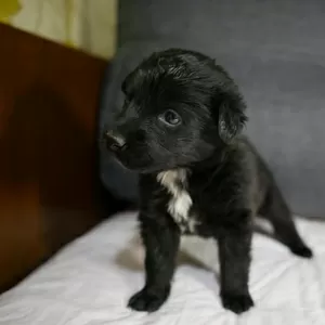 Щенок-девочка 1 месяц ищет дом