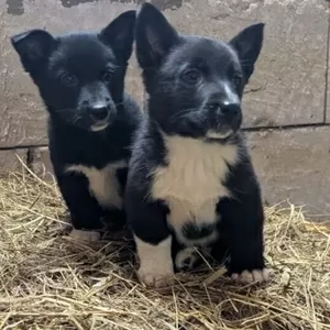 Щенки бесплатно.в добрые ручки.