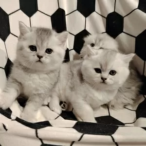 Породистые шотландские котята, большой выбор.