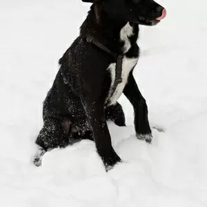 Замечательная Стрелочка ищет дом (В дар)