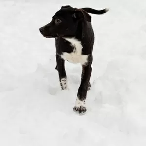 Крошечке очень нужен дом (в дар)