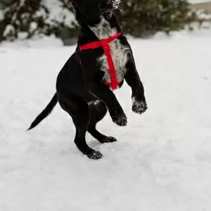 КАРТОШЕЧКА ИЩЕТ ДОМ (В дар)