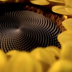 SolPro - промышленные жиры и маргарины в РБ