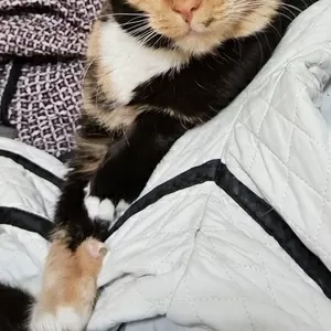 ЛАПУШКА В ДАР ЛЮБЯЩИМ СЕРДЦАМ!!!