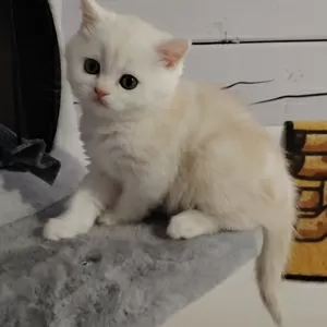 Котенок.мальчик.скоттиш страйт.