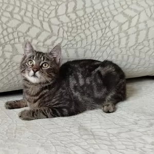 Общительный красавчик Имель