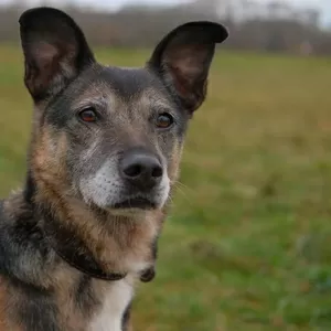 Спокойная интеллигентная собака Кира в дар