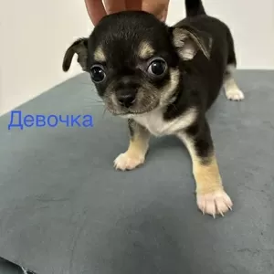 Продаются Щенки чухуахуа