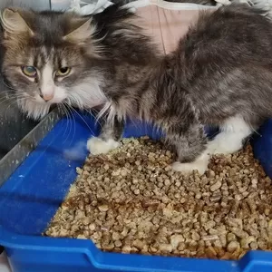 Кошка Маша! Ищет дом! Срочно!