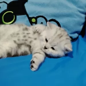 Кошечка котенок.шотландский.