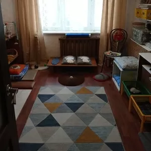 Домашняя передержка для котов