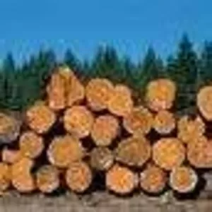 Лес в заготовленном виде сосна 26 и более 1-2 сорт